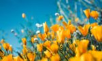 poppy yellow