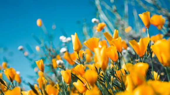 poppy yellow